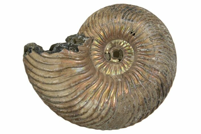 Iridescent, Pyritized Ammonite (Quenstedticeras) Fossil - Russia #337303